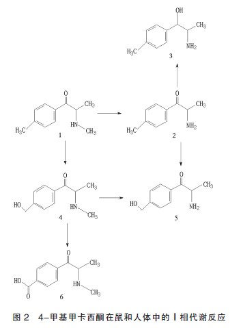 甲基甲卡西酮在鼠和人体中的代谢